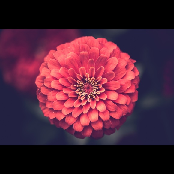 Meet your Posher, Jessica - Picture 1 of 1